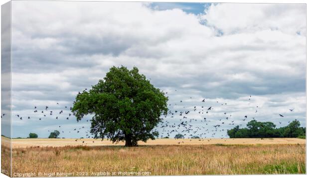 Roost Canvas Print by Nigel Bangert