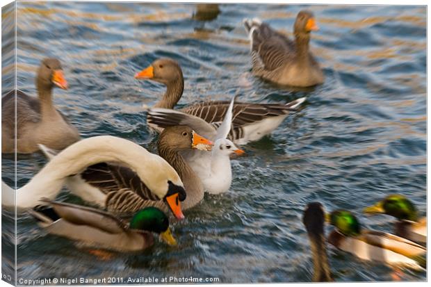 Spot the Bread Canvas Print by Nigel Bangert