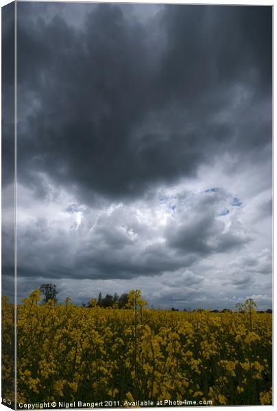 Storm over Rapeseed Field Canvas Print by Nigel Bangert
