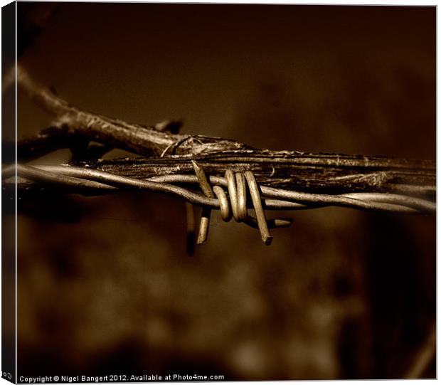 Barbed Wire Canvas Print by Nigel Bangert