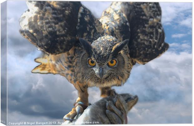 The Eyes of a Hunter Canvas Print by Nigel Bangert