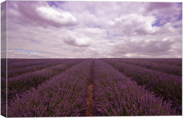 Lavender Field Canvas Print by Nigel Bangert