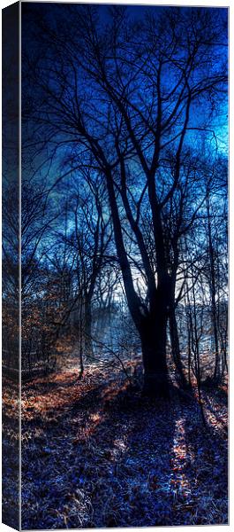 Epping Forest in Winter Canvas Print by Nigel Bangert