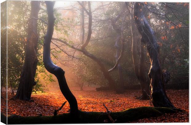 Autumn in Epping Forest Canvas Print by Nigel Bangert