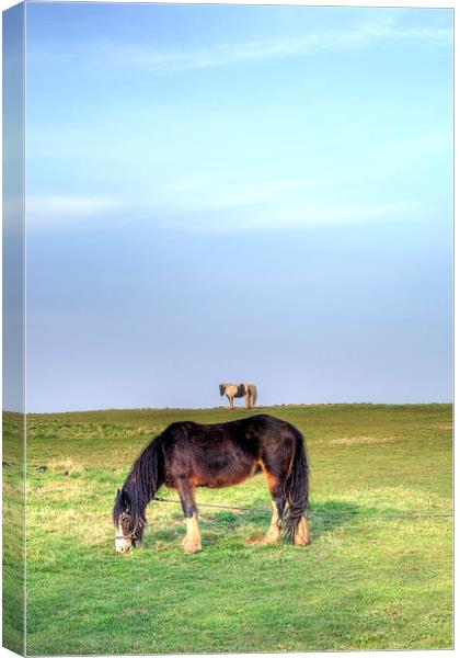 Ponies on Harlow Common Canvas Print by Nigel Bangert