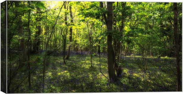 Bluebell Wood Canvas Print by Nigel Bangert