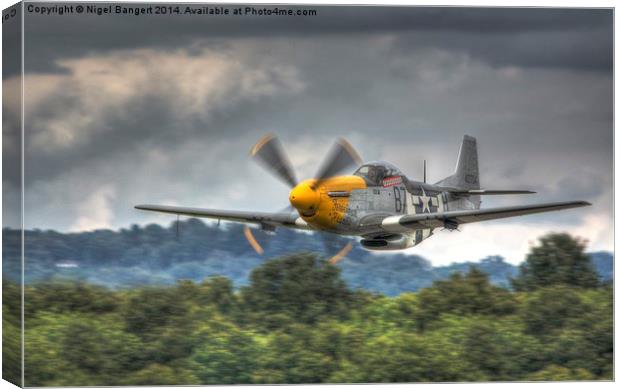   Ferocious Frankie  Canvas Print by Nigel Bangert