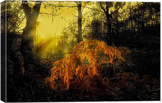  Winter Sunlight Canvas Print by Nigel Bangert