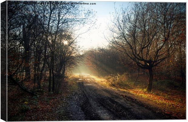  Winter Path Canvas Print by Nigel Bangert