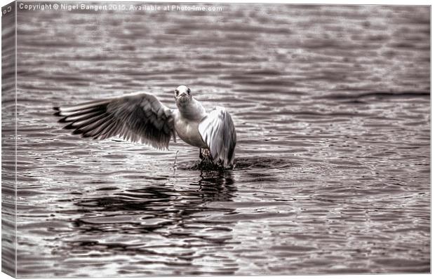  Gull  Canvas Print by Nigel Bangert