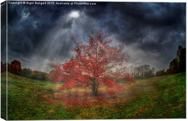  Autumn Tree Canvas Print by Nigel Bangert