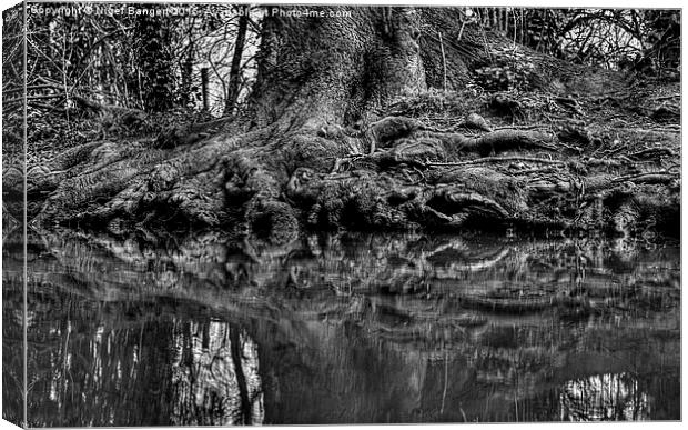  Root Canvas Print by Nigel Bangert