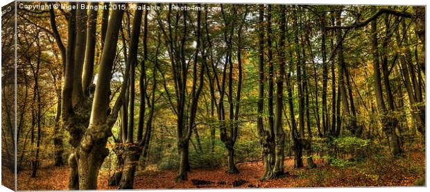  Epping Forest Canvas Print by Nigel Bangert