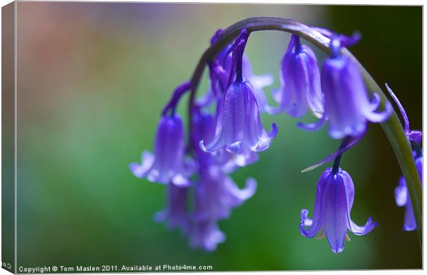 Bluebells for you Canvas Print by Tom Maslen