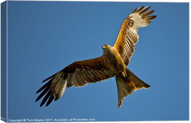 Red Kite Canvas Print by Tom Maslen