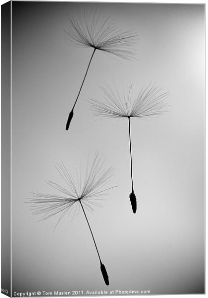 Falling Canvas Print by Tom Maslen
