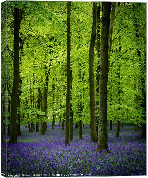 Dockey Bluebells Canvas Print by Tom Maslen