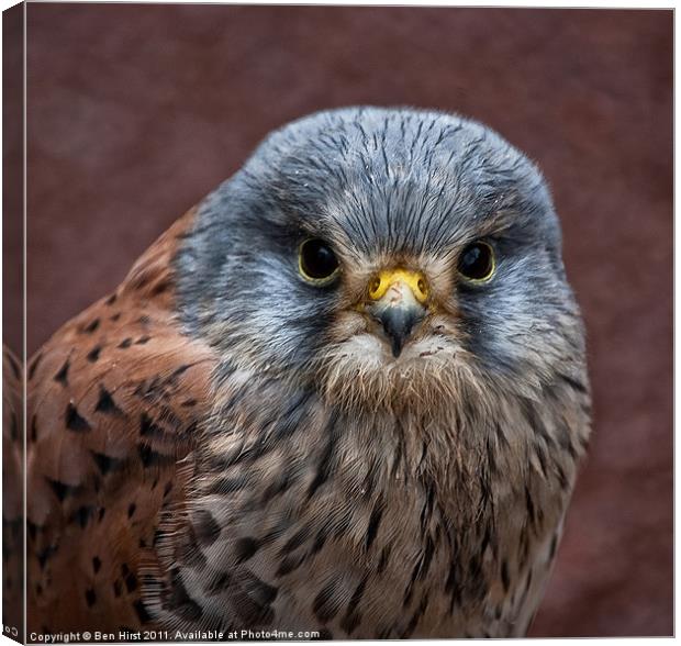 Common Kestrel Canvas Print by Ben Hirst