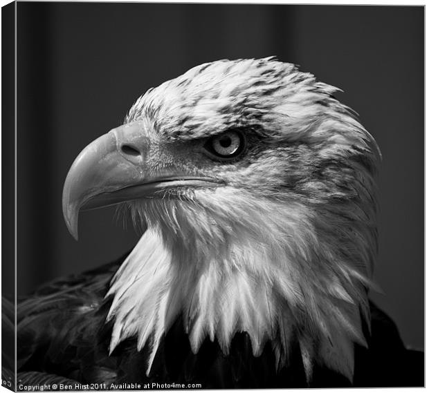 Bald Eagle Canvas Print by Ben Hirst
