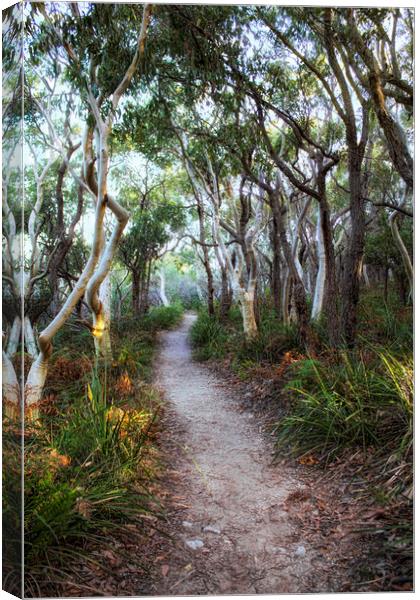 A Walk Through The Trees Canvas Print by Alison Johnston
