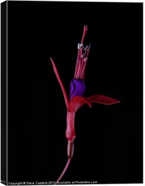 The Dancing Lady Canvas Print by Steve Capstick