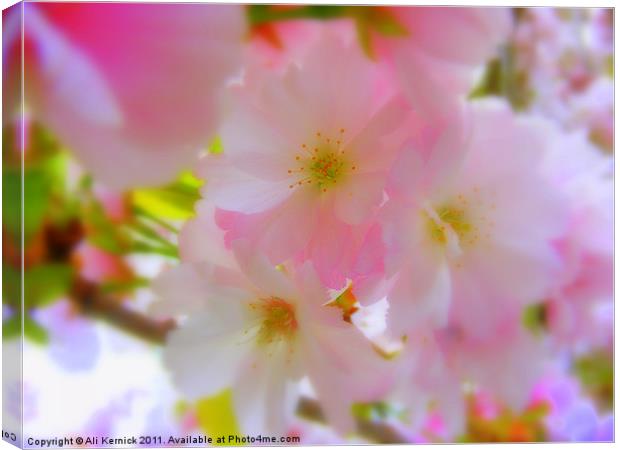 Cherry Blossom Canvas Print by Ali Kernick