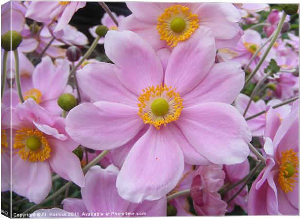 Pink flowers Canvas Print by Ali Kernick