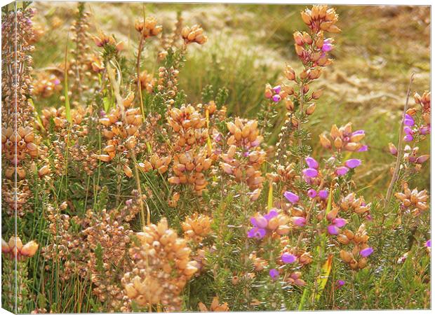 New Forest Heather Canvas Print by Ali Kernick