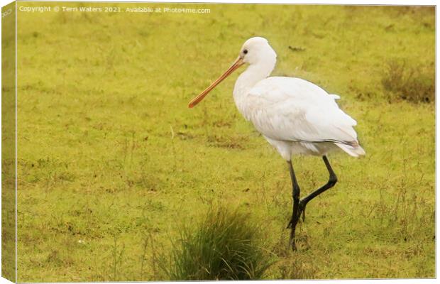 Juvenile Spoonbill Canvas Print by Terri Waters