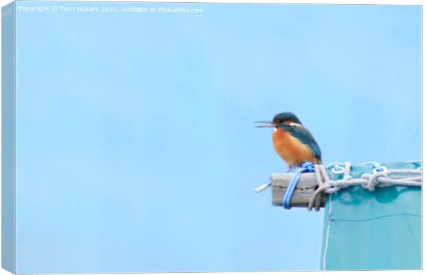 Calling Kingfisher Canvas Print by Terri Waters