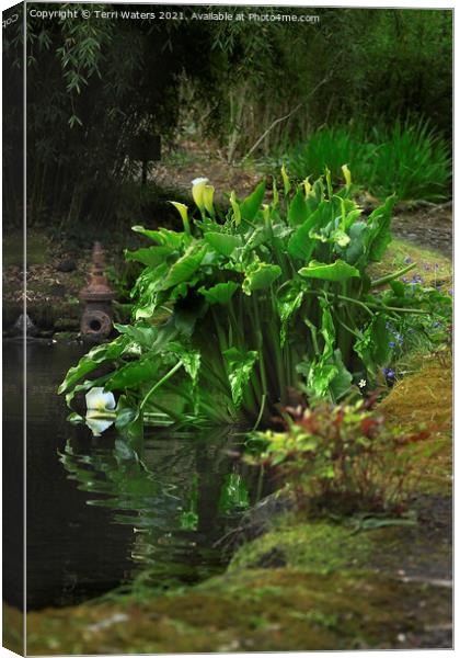 Lilies at Enys House Pond Canvas Print by Terri Waters