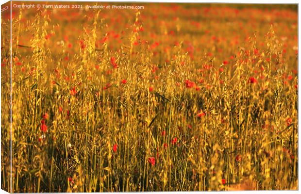 Poppies and Oats Canvas Print by Terri Waters