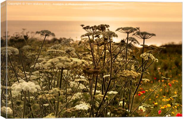 Wild Flowers at Sunset Canvas Print by Terri Waters