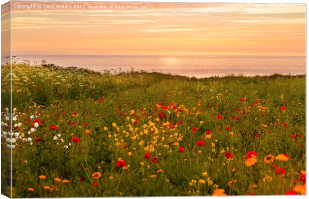 Warm Sunset at the Flower Fields Canvas Print by Terri Waters