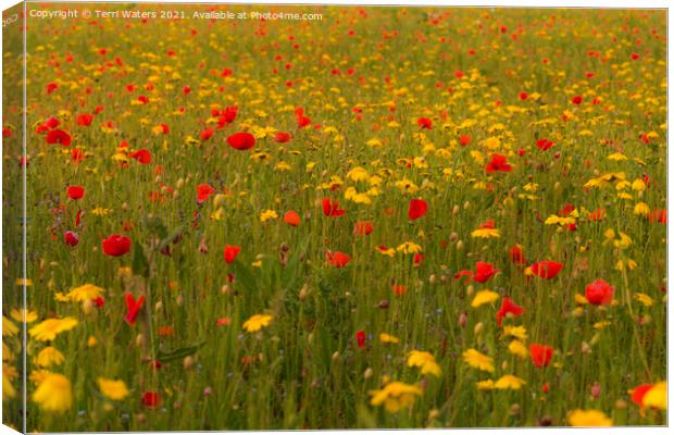 Poppies and Corn Marigolds Canvas Print by Terri Waters