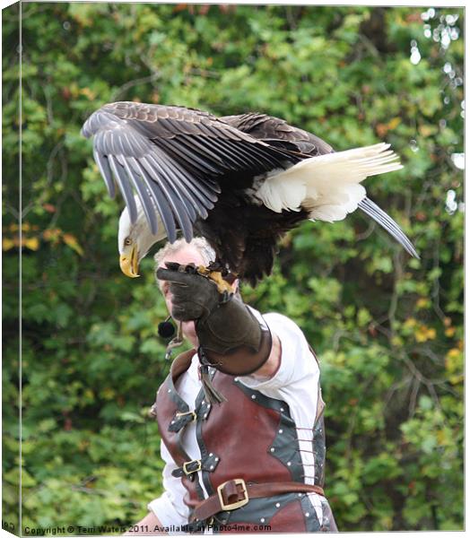 The Falconer Canvas Print by Terri Waters