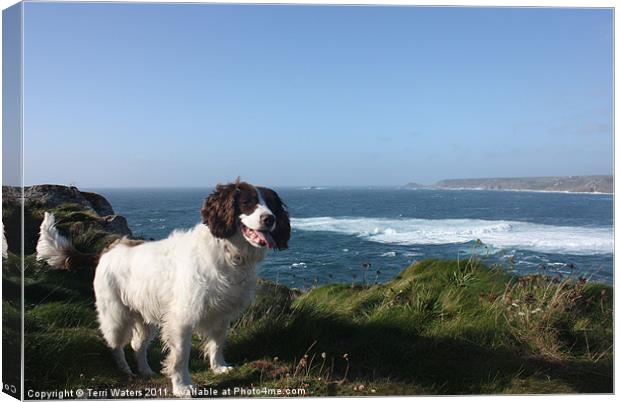 Springer Spaniel Dog in Sennen Cove Canvas Print by Terri Waters
