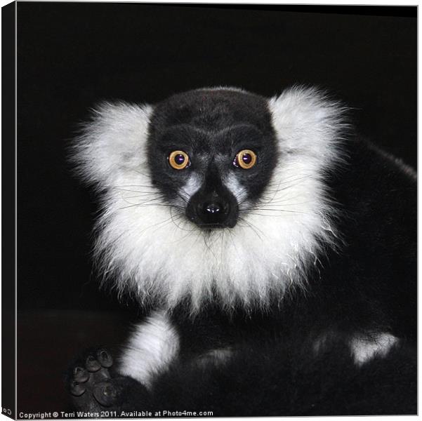 Black and white ruffed lemur Canvas Print by Terri Waters
