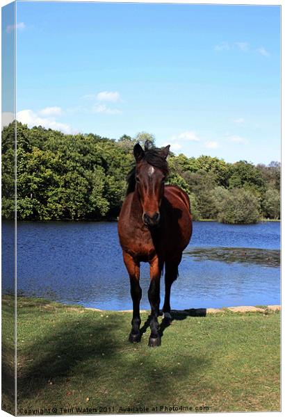 New Forest pony Canvas Print by Terri Waters