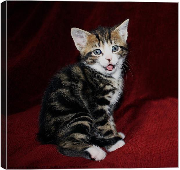Naughty Kitten Pokes Out Tongue Canvas Print by Terri Waters