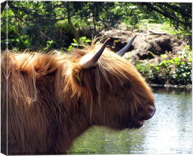 Highland cattle at the pond Canvas Print by Terri Waters