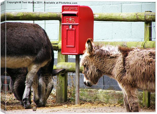 The Donkey's Post Box Canvas Print by Terri Waters