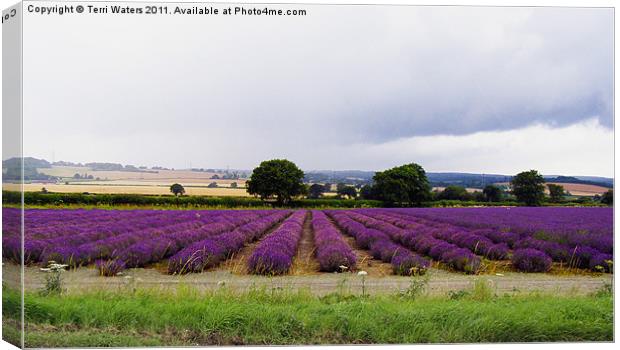 Hampshire Lavender Fields Canvas Print by Terri Waters