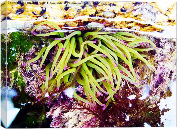 Cornish Rock Pool Snakelocks Anemone Canvas Print by Terri Waters