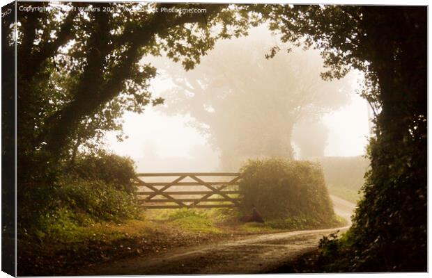 Misty Morning in the Country Canvas Print by Terri Waters