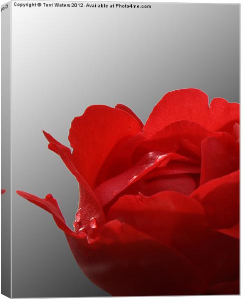 Red rose on a black and white background Canvas Print by Terri Waters