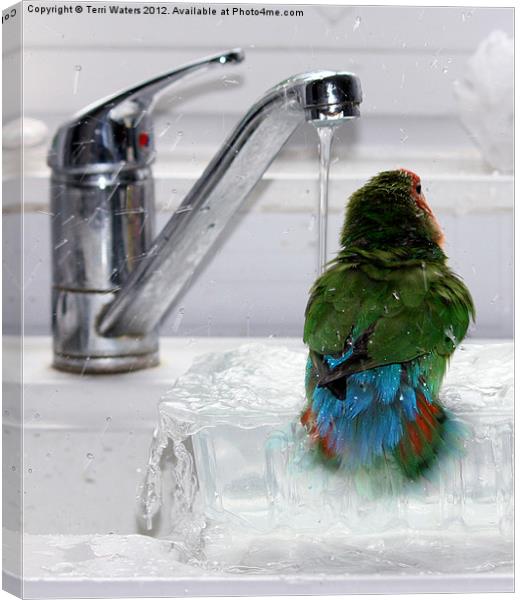 The Lovebird's Shower Canvas Print by Terri Waters