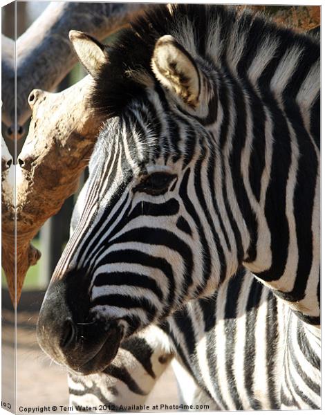 The Zebra's Face Canvas Print by Terri Waters