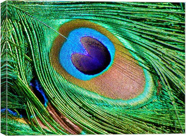 The Peacock's Tail Eye Canvas Print by Terri Waters