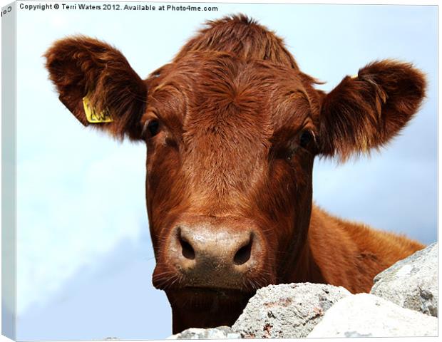 How Now Brown Cow Canvas Print by Terri Waters